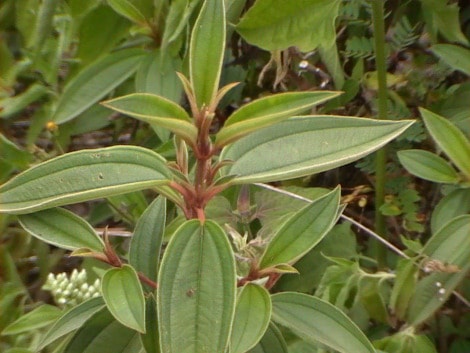 senggani (bak teumiki )