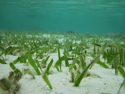 lamun (seagrass)