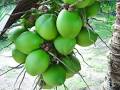 kelapa