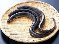 Belut