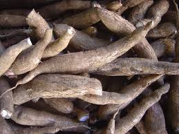 singkong atau ubi kayu