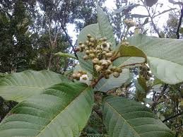 Khasiat Daun Pirdot