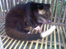 Musang bulan / galing / musang bertopeng
