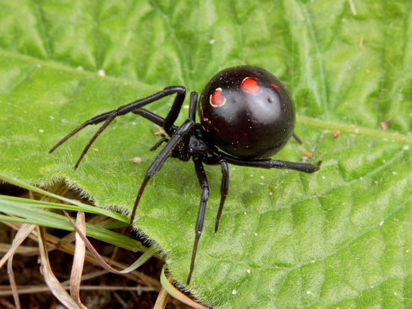 Laba-laba Black Widow / Laba-laba janda hitam