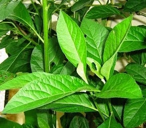 Khasiat Serta Manfaat Daun Afrika Bagi Kesehatan