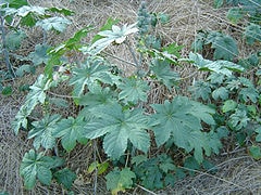 Jarak