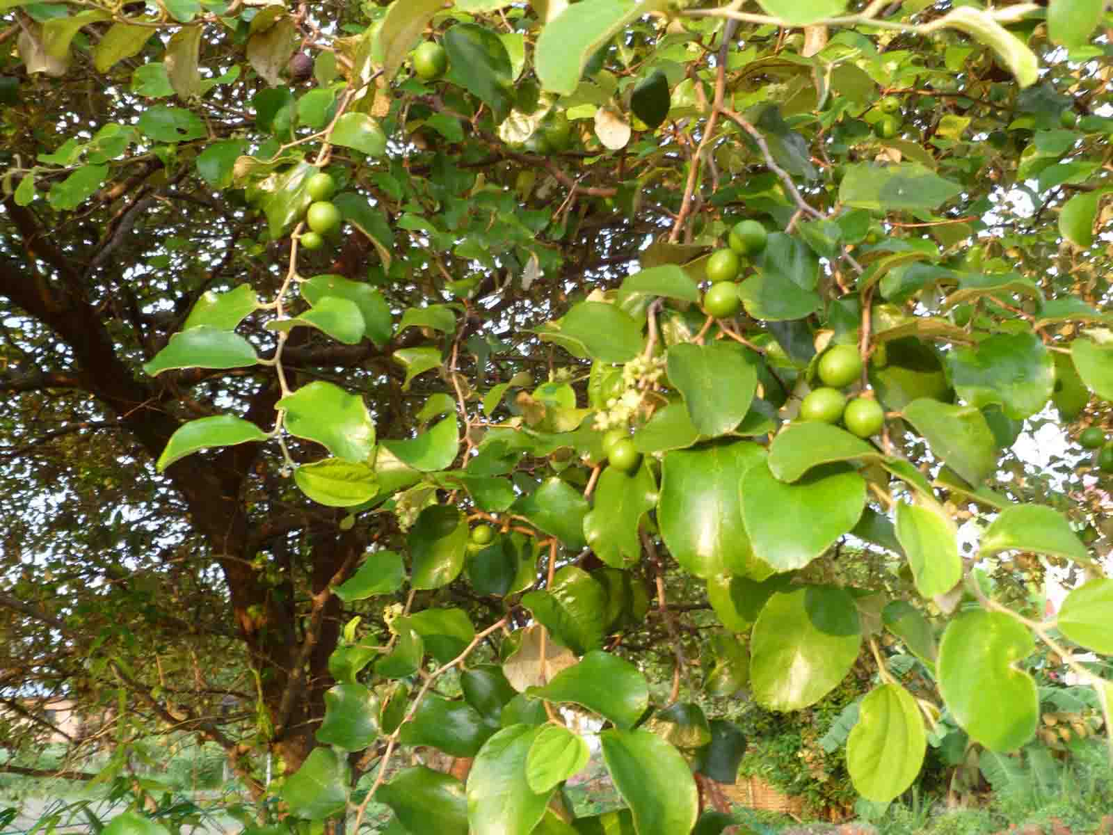 Bidara / widara
