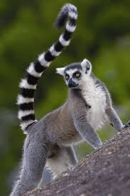 Lemur