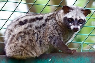 Musang Pandan