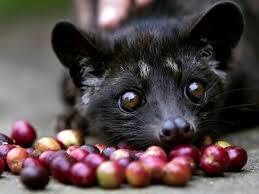 Musang Luwak