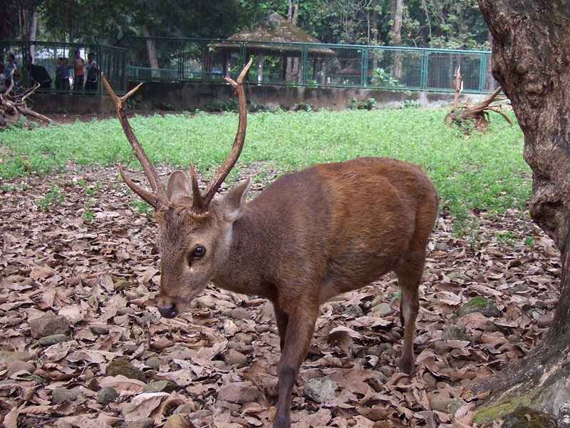 Rusa Bawean