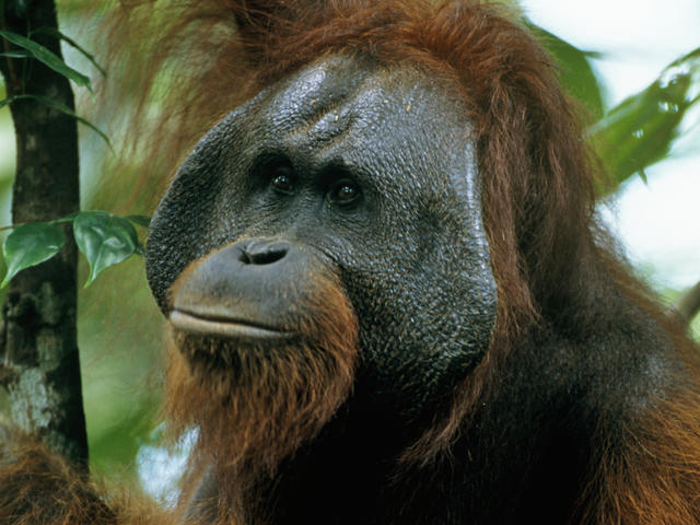 Orangutan Kalimantan