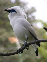 Curik / Jalak Bali