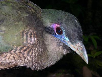 Tokhtor sumatera