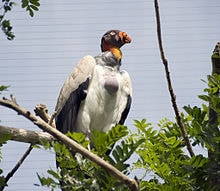 Hering Raja, Nasar Raja, Ruak-ruak Bangkai Raja