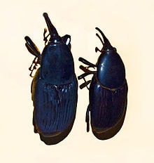 Kumbang Kelapa