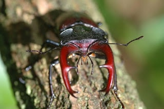 Kumbang Rusa