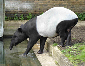 Tapir Asia