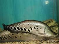 Ikan Belida/Lopis/belido/ ikan pipih