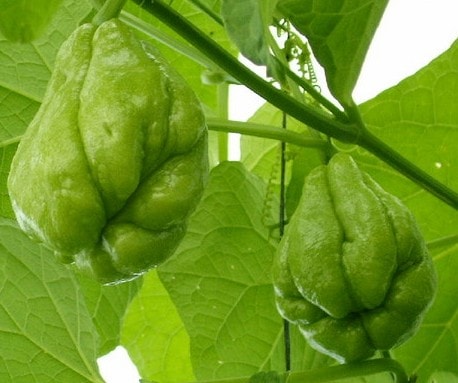 Labu siam atau jipang