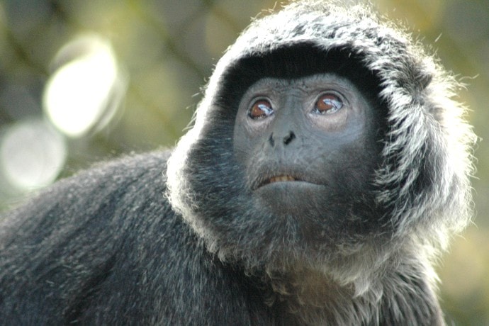 Lutung Jawa/Lutung betung.