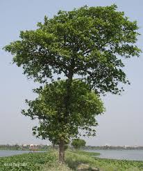 Jabon