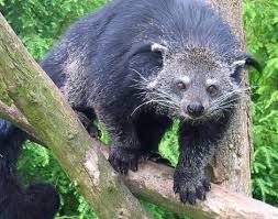Binturong atau Binturung