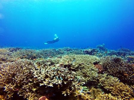 Ekosistem Terumbu Karang Manggarai Barat,Komodo,Indonesia