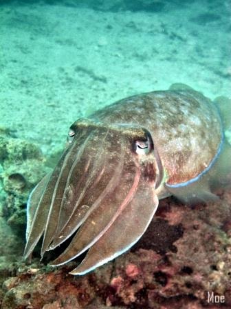 Sotong (Sephia latinamus) at Pulau Lancang Kecil,Kepulauan Seribu,Jakarta