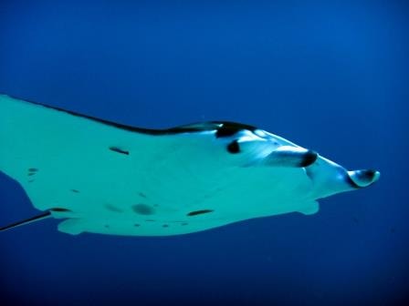 Manta Ray,Reef manta (Manta alfredi), Manggarai Barat, Komodo