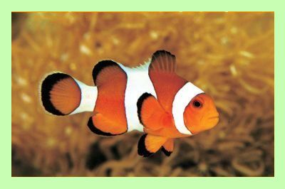 ikan badut