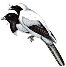 kepudang sungu kepala hitam