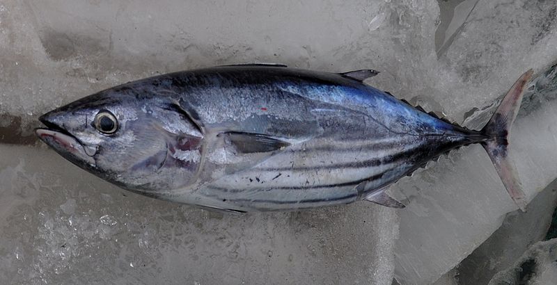 ikan Cikalang