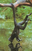 monyet laba-laba