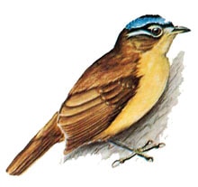 Ifrita topi biru