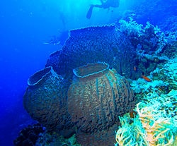 Sponge