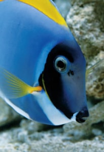 Ikan Botana Biru