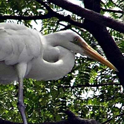 Kuntul besar sebagai maskot kota blitar