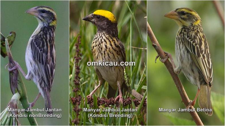 burung Manyar jambul  (Ploceus manyar)sebagai maskot kota malang