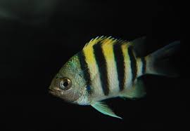 ikan sersan mayor