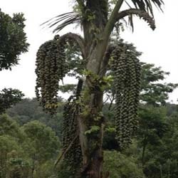 Aren, enau, kawung (Sunda),pakko/bagot (batak toba)
