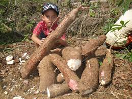 gadong(B.Toba) atau singkong