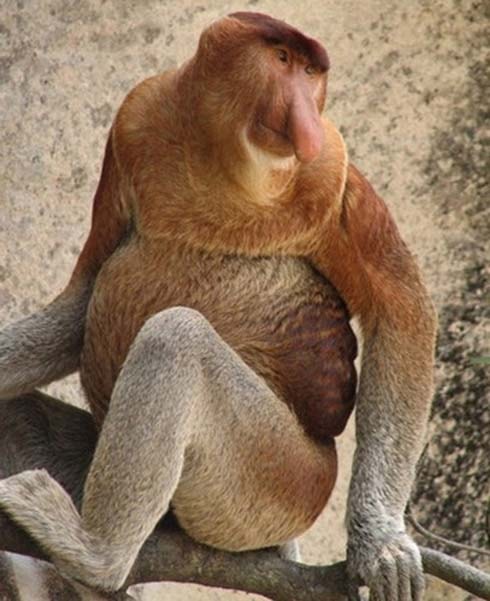 Kera Belanda, Pika, Bahara Bentangan, Raseng dan Kahau.(kalimantan)