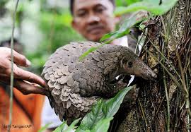Trenggiling (Manis javanica)