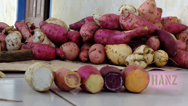 Ubi Penuh Warna dan Manfaat