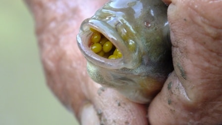 Telur ikan dalam mulut