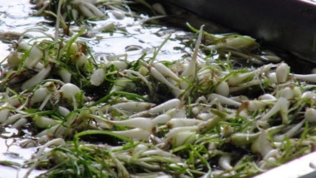 Kuncai pengganti bawang daun dan lalab