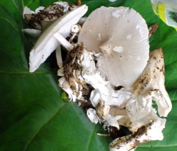 JAMU RAMPAK