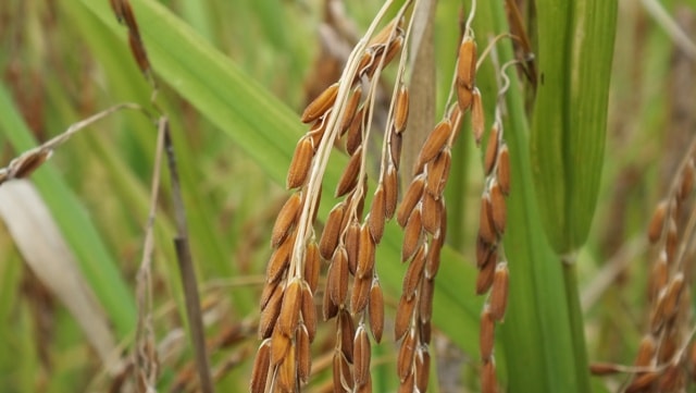 Padi Ketan