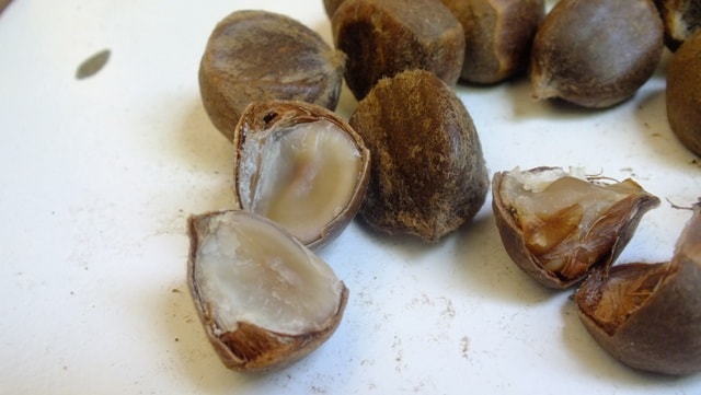Buah Saninten